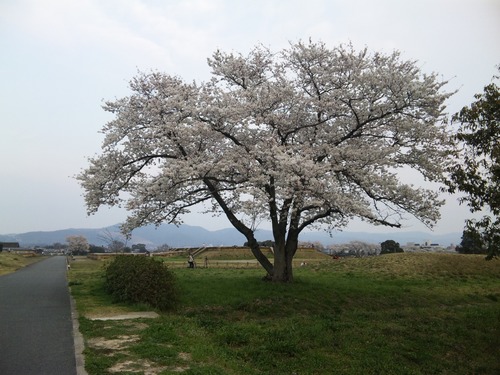 今年の平城宮跡のサクラ.JPG