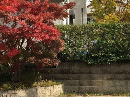 もみじの赤、ケヤキの黄、プリペットの緑.jpg