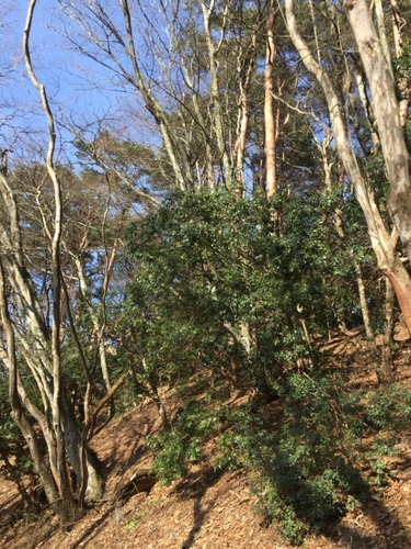 コウベエ矢塚山頂直下の自然林.jpg
