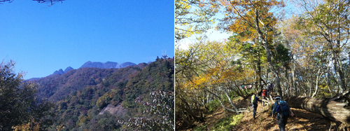伯母峰峠からの大普賢岳(左)と明るい自然林の尾根をゆく(右).jpg