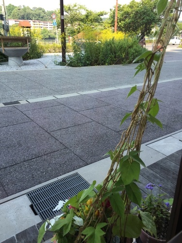 夏の風物詩あさがお(HOTORI*CAFEにて).JPG