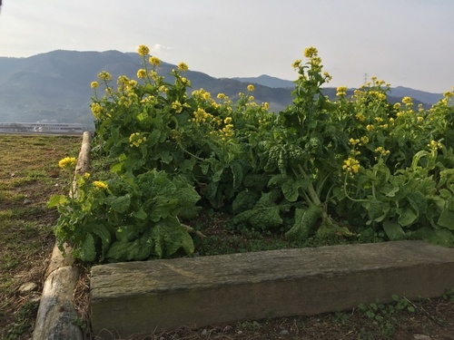 紀ノ川沿いの道の駅にて菜の花.JPG