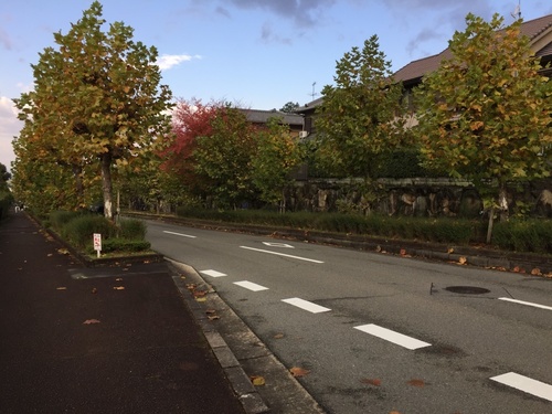色づく街路樹.jpg