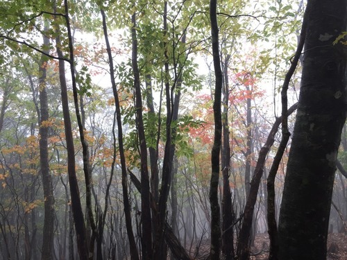 雨に煙る紅葉の山.jpg