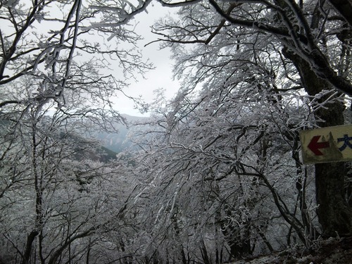 霧氷の尾根道から.jpg