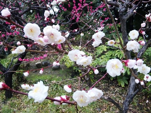 清澄庭園のウメ.jpg